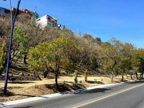 Poda y limpia Ayuntamiento de Tlaxcala Av Puebla para recibir mejor al turismo imagen 1