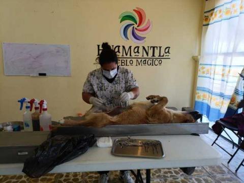 Gobierno de Huamantla fortalece el bienestar animal con jornadas de esterilización imagen 1