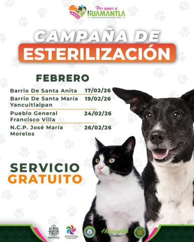 Gobierno de Huamantla fortalece el bienestar animal con jornadas de esterilización imagen 8