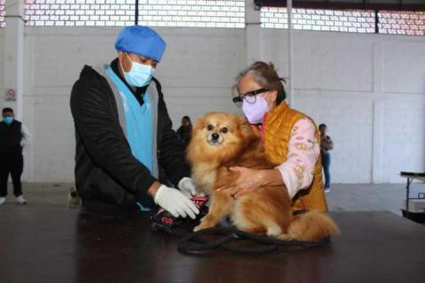 Llevan a Loma Bonita jornada gratuita de vacunación, desparasitación y esterilización para perros y gatos imagen 1