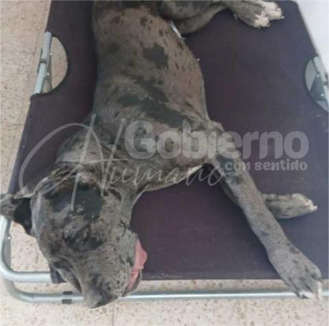 Tzompantepec: Quetzalcoapan responsable de los caninos y felinos