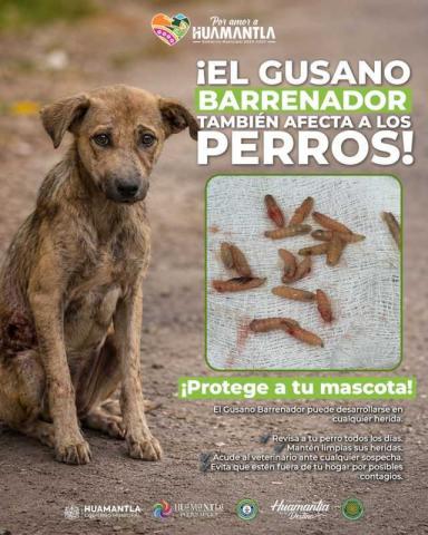 Llaman a la población a proteger a perros y gatos ante el riesgo de gusano barrenador imagen 3