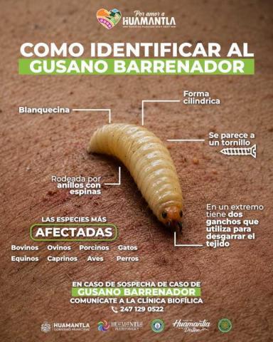 Llaman a la población a proteger a perros y gatos ante el riesgo de gusano barrenador imagen 4