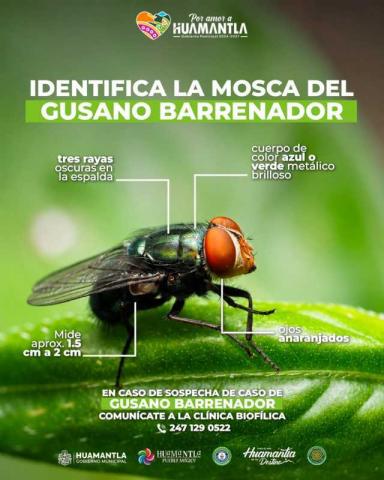 Llaman a la población a proteger a perros y gatos ante el riesgo de gusano barrenador imagen 1