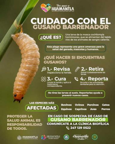 Llaman a la población a proteger a perros y gatos ante el riesgo de gusano barrenador imagen 2